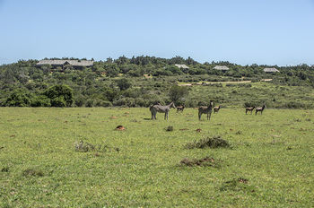 Kariega Game Reserve Settlers Drift Alexandria  外观 照片
